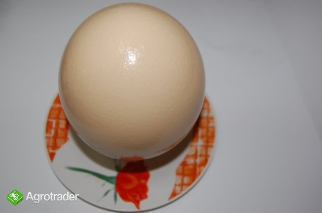 JAJA STRUSIE,JAJO STRUSIE,STRUŚ