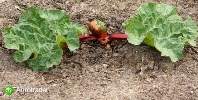 sadzonki RABARBARU malinowego LIDER