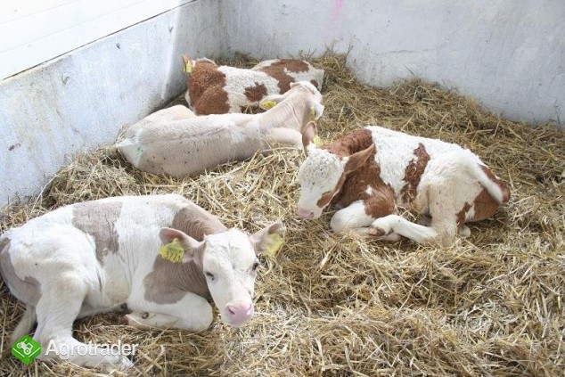 Sprzedam-- Rasowe Cielęta Mięsne - zdjęcie 1