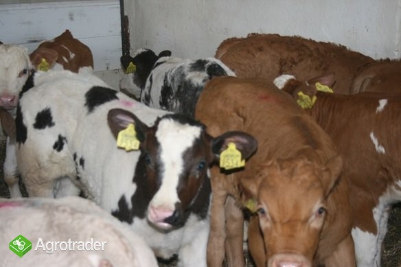 Sprzedaż Cieląt...Mięsnych... - zdjęcie 3