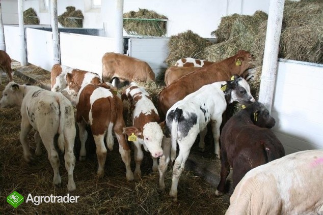 Sprzedaż Cieląt Mięsnych Belgian Blue, Siment.... - zdjęcie 3