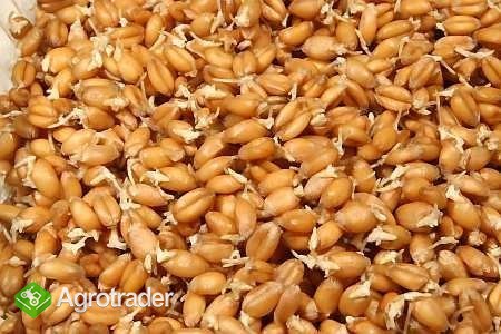 Kupię zboże