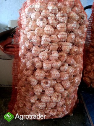 SPRZEDAM CZOSNEK POLSKI  JARUS