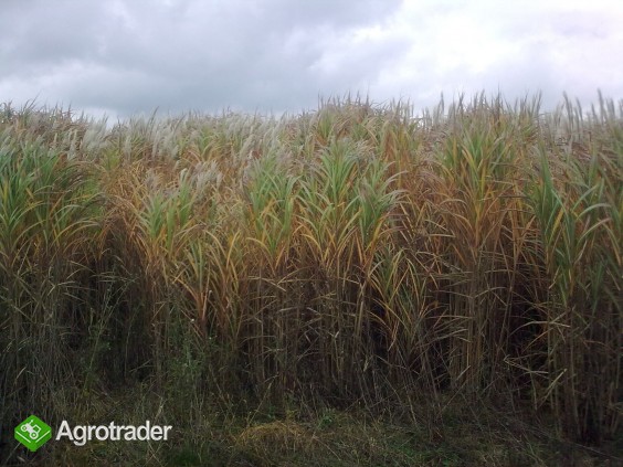 sadzonki(rhizomy)miscanthusa