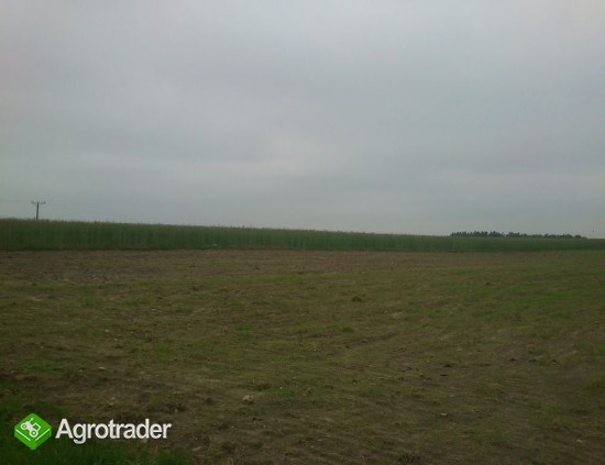 Do sprzedaży grunt rolny 1,78ha ok.Działoszyna - zdjęcie 1