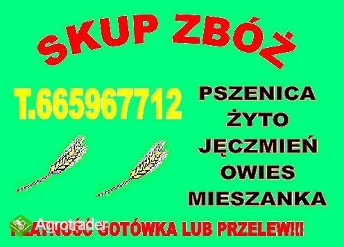 KUPIE ZYTO PSZENICE 200T
