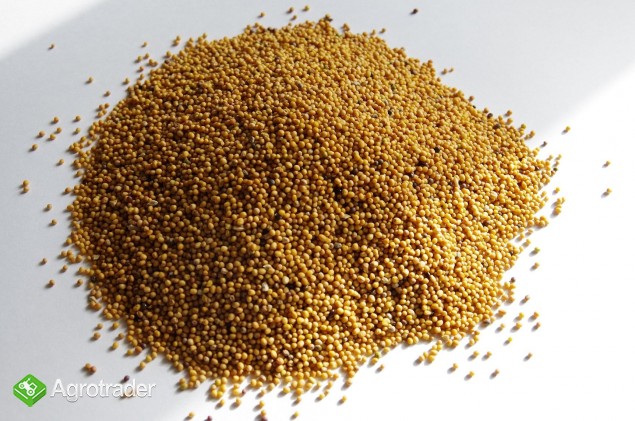 Asprzedam  gorczycę żółtą