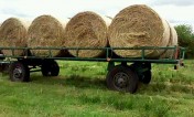 Siano w belach duzych 2015r  200 sztuk