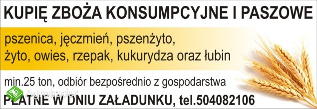 Kupię jęczmień ozimy 