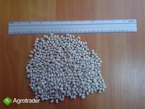  Sprzedam Fasola - zdjęcie 1