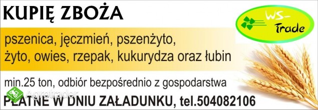 kupię łubin gorzki