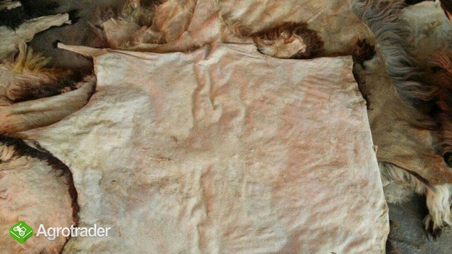 skóry owiec i kozy
