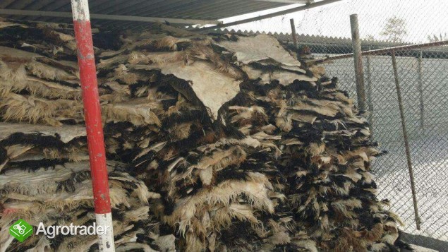 skóry owiec i kozy - zdjęcie 2