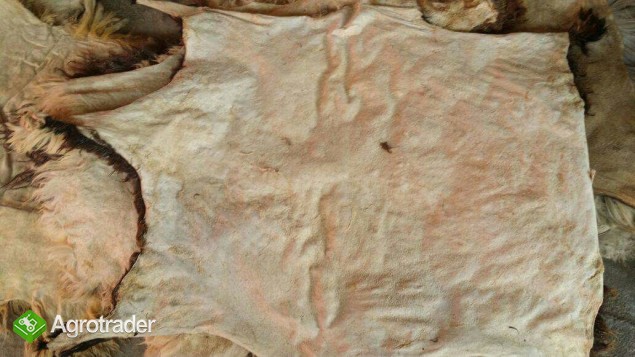 skóry owiec i kozy - zdjęcie 3