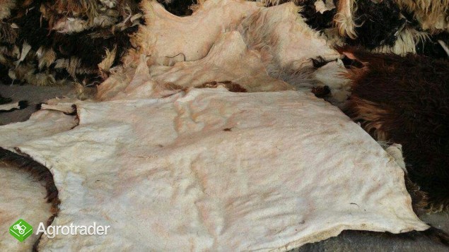 skóry owiec i kozy - zdjęcie 4