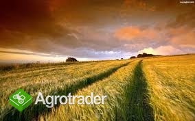 kupię żyto i inne zboże