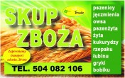skup zboża, kukurydzy, rzepaku, łubinu