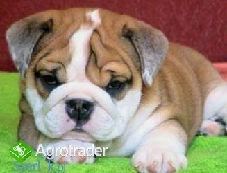 Angielski buldog szczenięta do przyjęcia