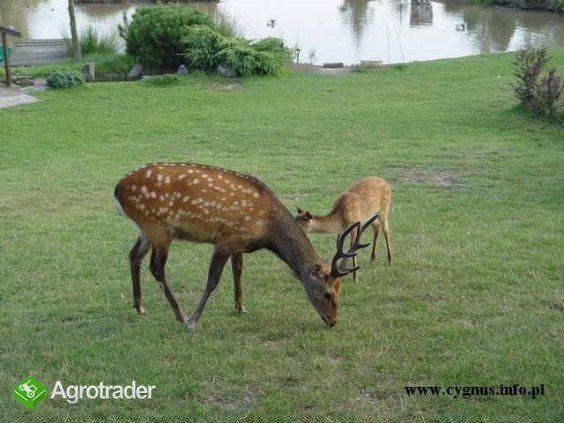 Jelenie sika - zdjęcie 2