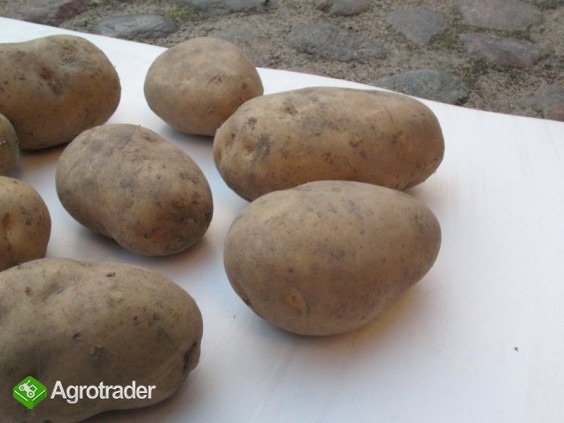 Ziemniaki jadalne - zdjęcie 1