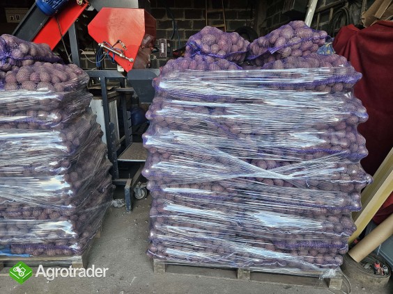 Ziemniaki jadalne Baltic Rose Soraya Marchew Pietruszka Buraczki