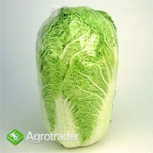 SPRZEDAM KAPUSTĘ PEKIŃSKĄ