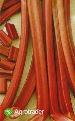 Sprzedam sadzonki rabarbaru