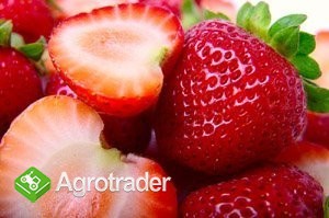 Truskawki sprzedaż sadzonki owoce Małopolska