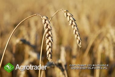 Kupię pszenicę 600 zł