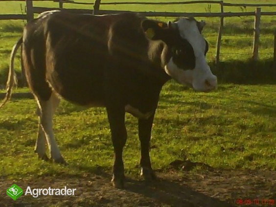 sprzedam - zdjęcie 1