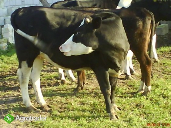 sprzedam - zdjęcie 2