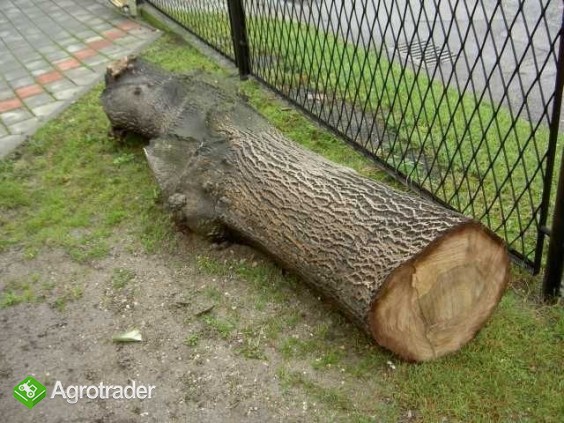 Sprzedam dwa pnie orzecha włoskiego - zdjęcie 2