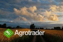 ekologiczne zboża kupię