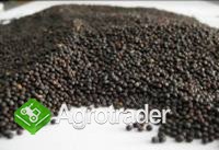 Cereals from Ukraine - zdjęcie 4