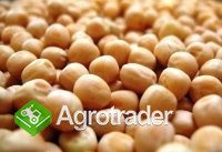 Zboża z Ukrainy - zdjęcie 1