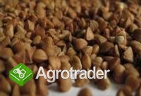 Zboża z Ukrainy - zdjęcie 1