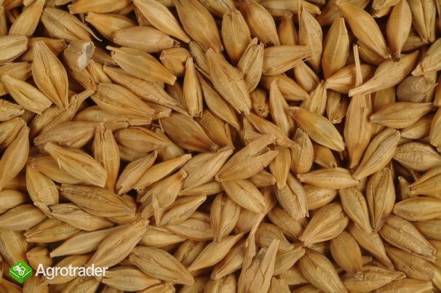 Zboża z Ukrainy - zdjęcie 1