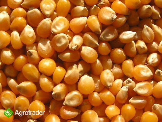 Zboża z Ukrainy - zdjęcie 2