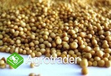 Cereals from Ukraine - zdjęcie 3