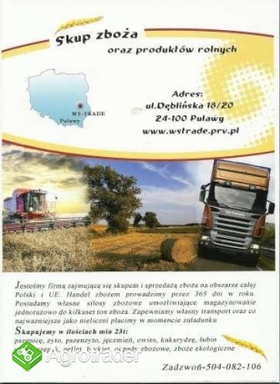 kupie pszenżyto .