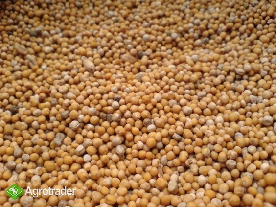 Gorczyca - zdjęcie 1